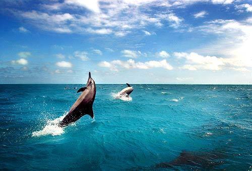 Marine mammals like the Spinner dolphin are at times caught in ghost netting that is found in the area.