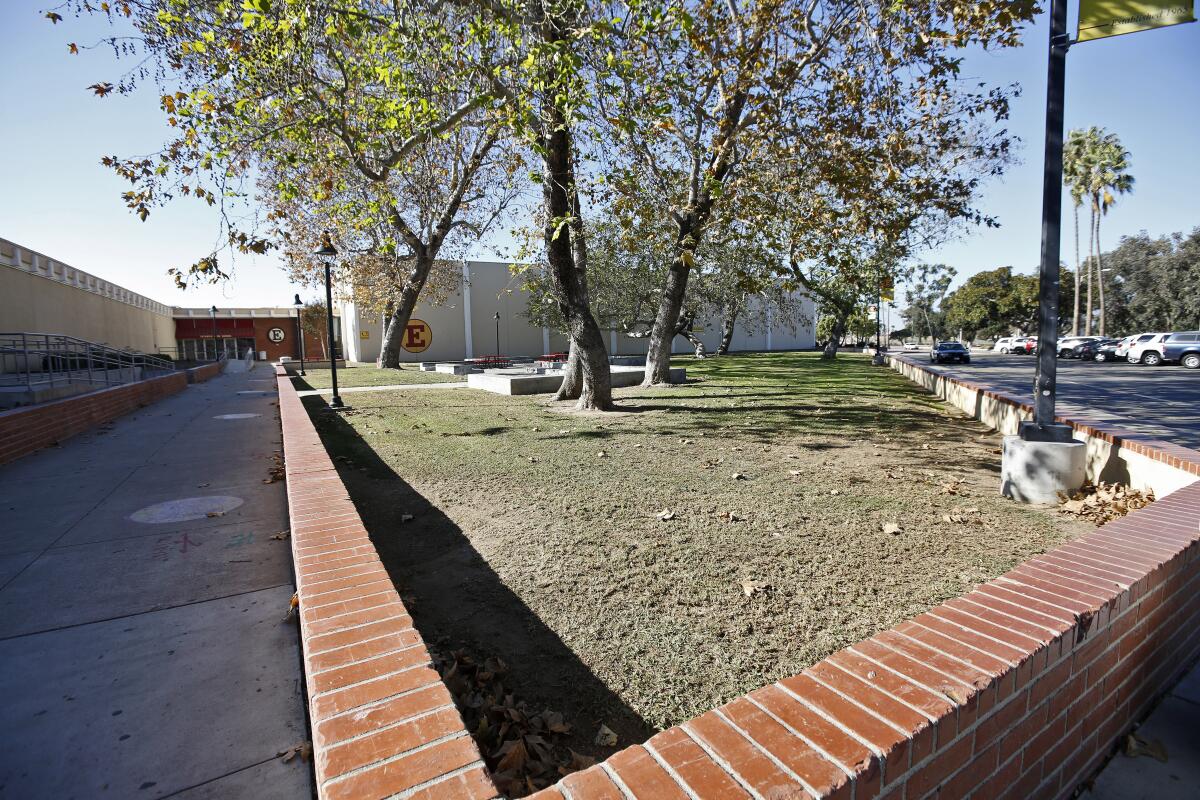 A nearly 1-acre senior lawn with mature sycamores at Estancia High School in Costa Mesa.