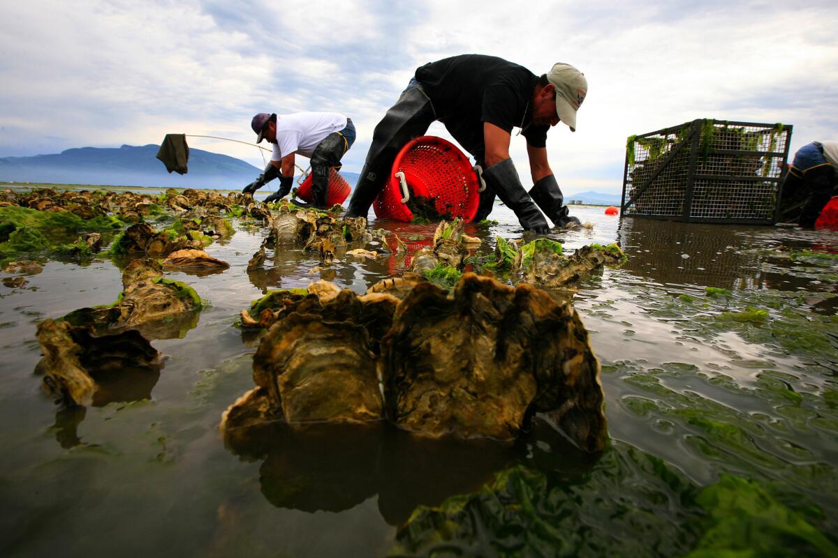 Farmers harvest oysters in Samish Bay, Wash., in 2008. A recent study found microplastic pollution harms Pacific oysters, which are grown for food on the West Coast.