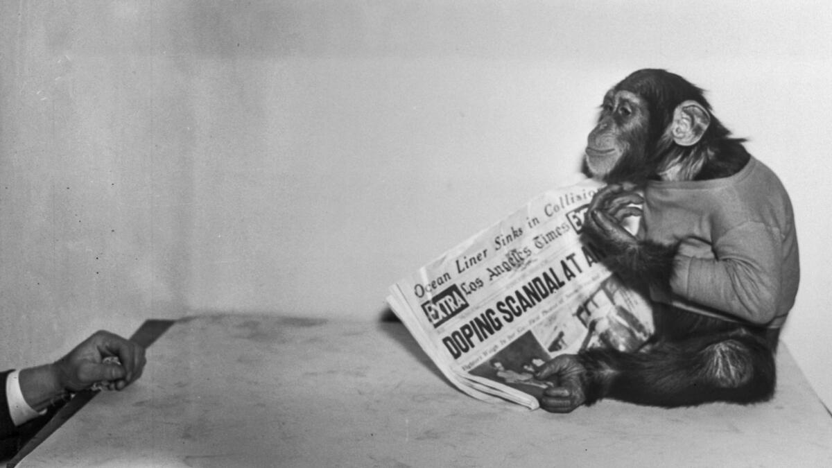Jan. 18, 1936: A chimpanzee named Shorty holds a copy of the Jan. 18, 1936, Los Angeles Times.