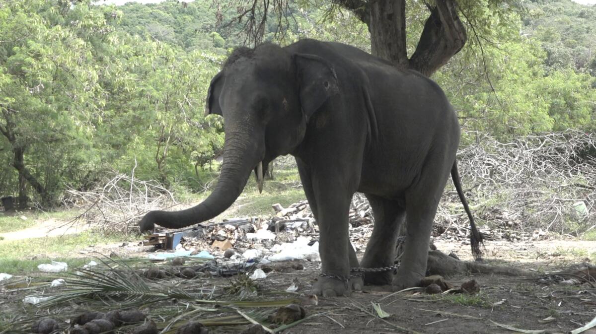 Un elefante llamado Rambo está encadenado a un árbol en la isla de Samui, Tailandia. El elefante mató a un turista escocés al arrojarlo al suelo y clavarle el colmillo. (AP Foto)