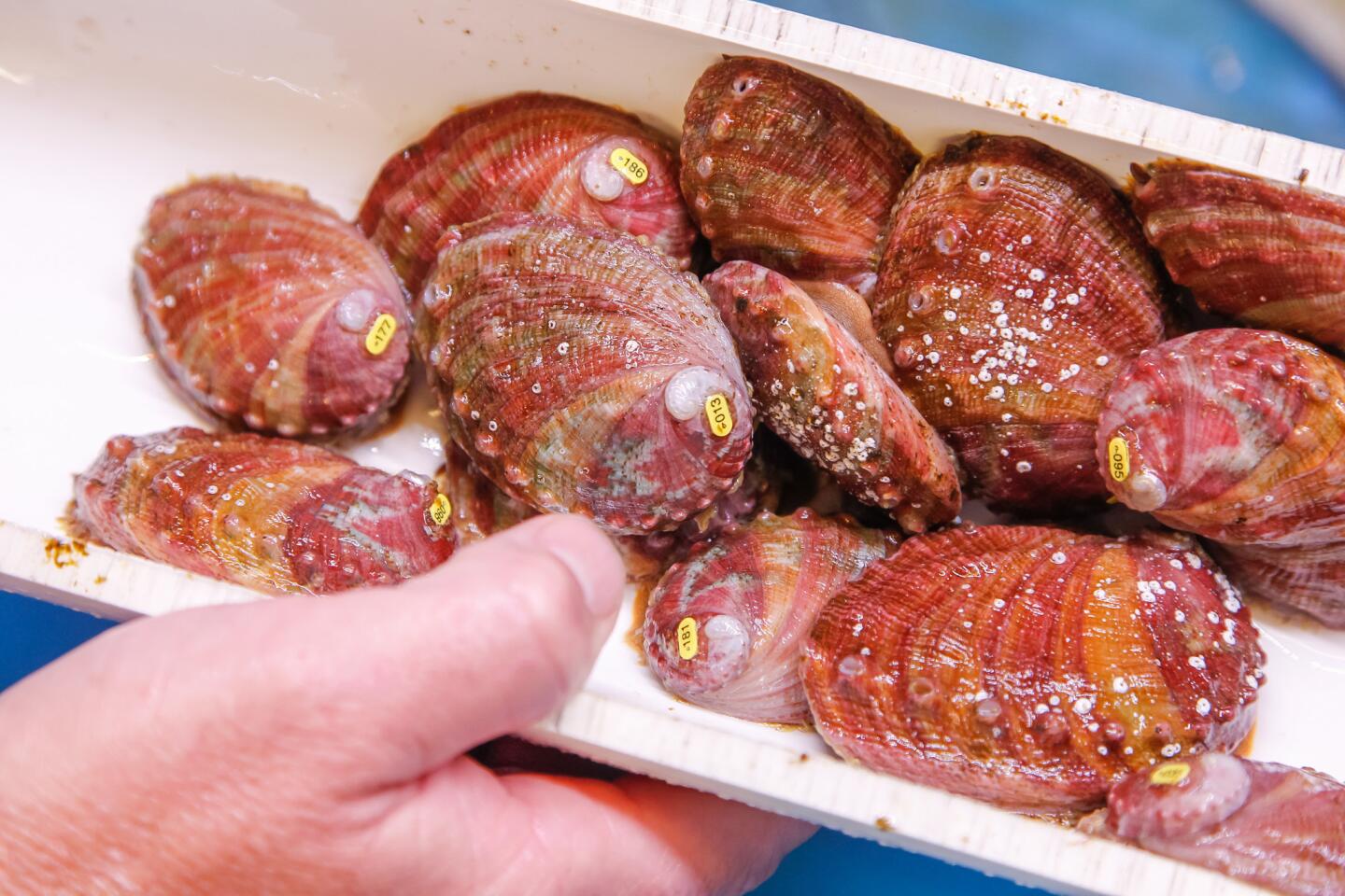 Saving California's Red Abalone