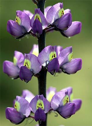 Wildflowers