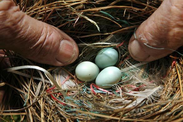 Bluebird - Eggs