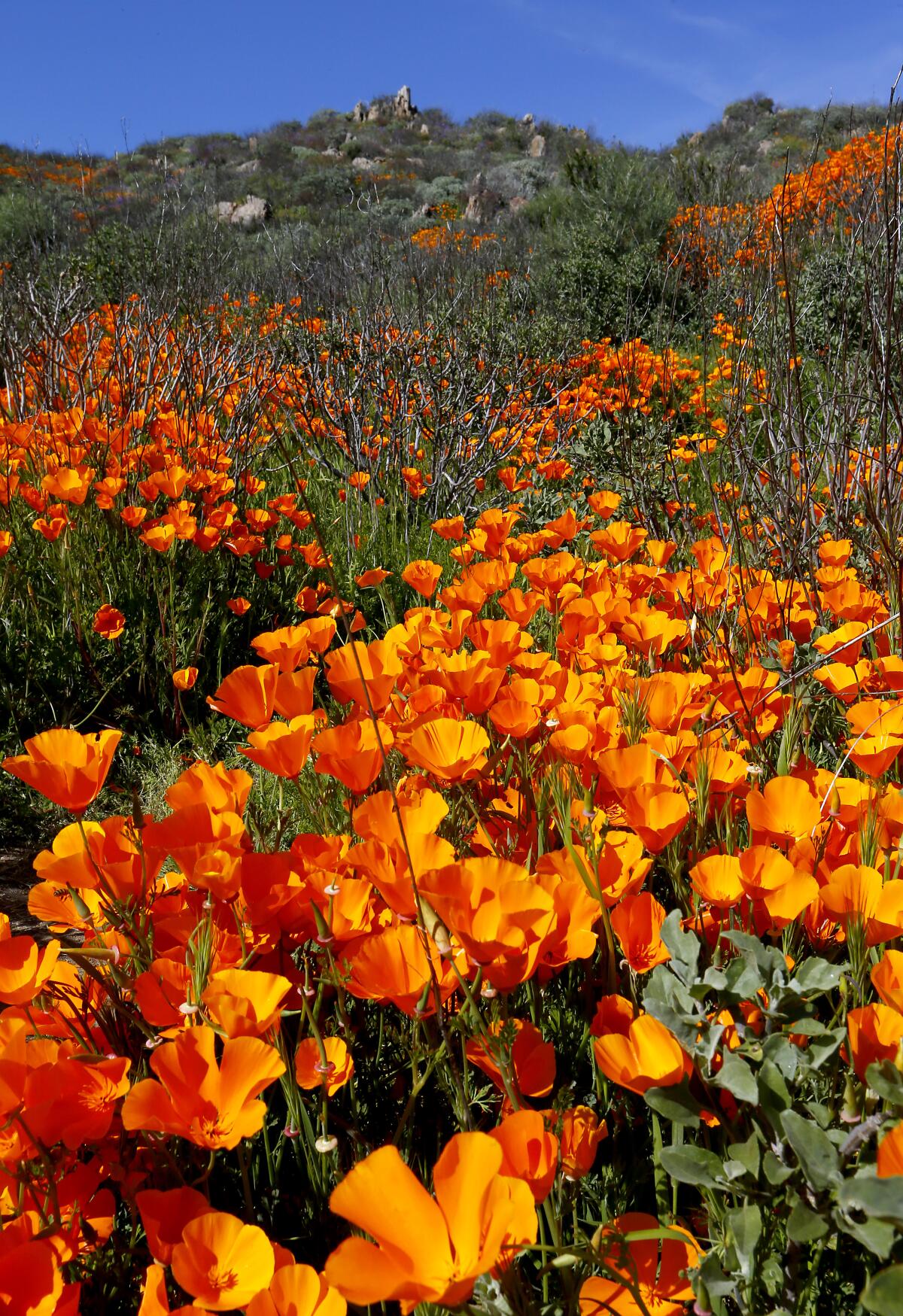 Bright orange California poppies on a hillside