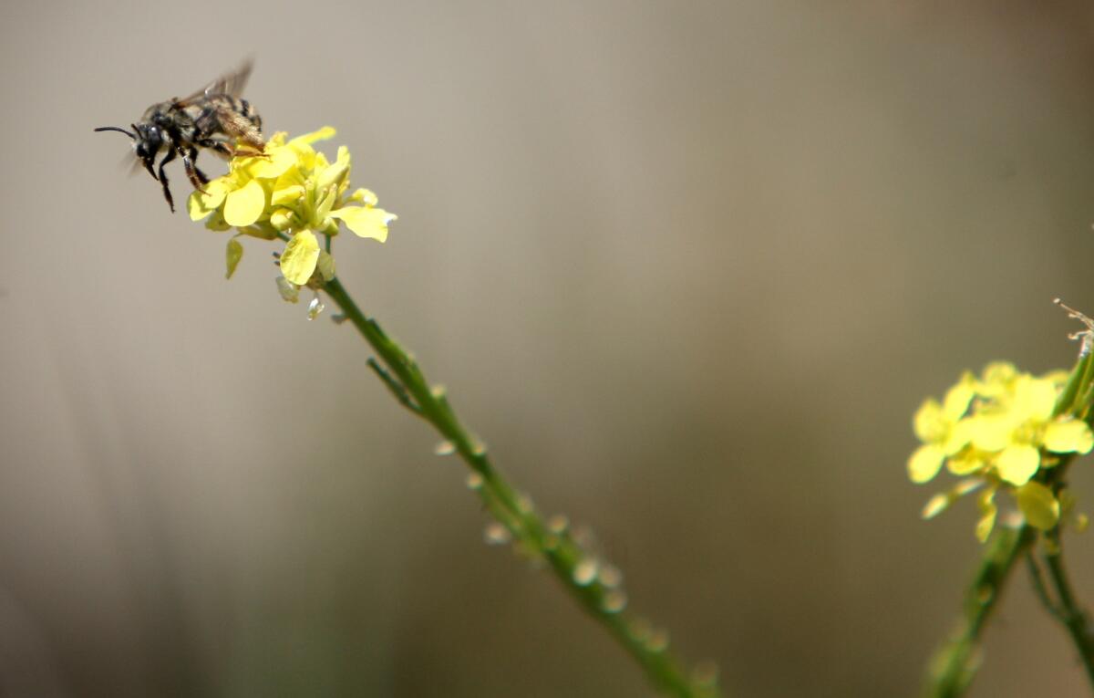 A native bee searches for nectar at Deukmejian Wilderness Park in Glendale.