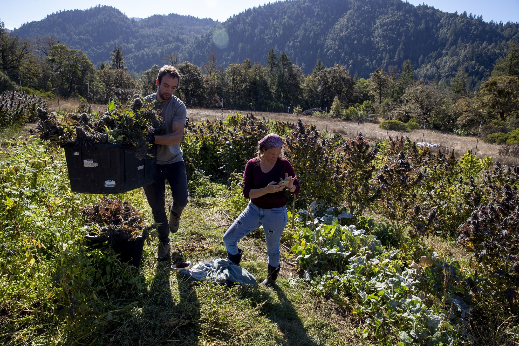 A harvest volunteer, left, carries freshly cut cannabis flowers for Wendy Kornberg, right.