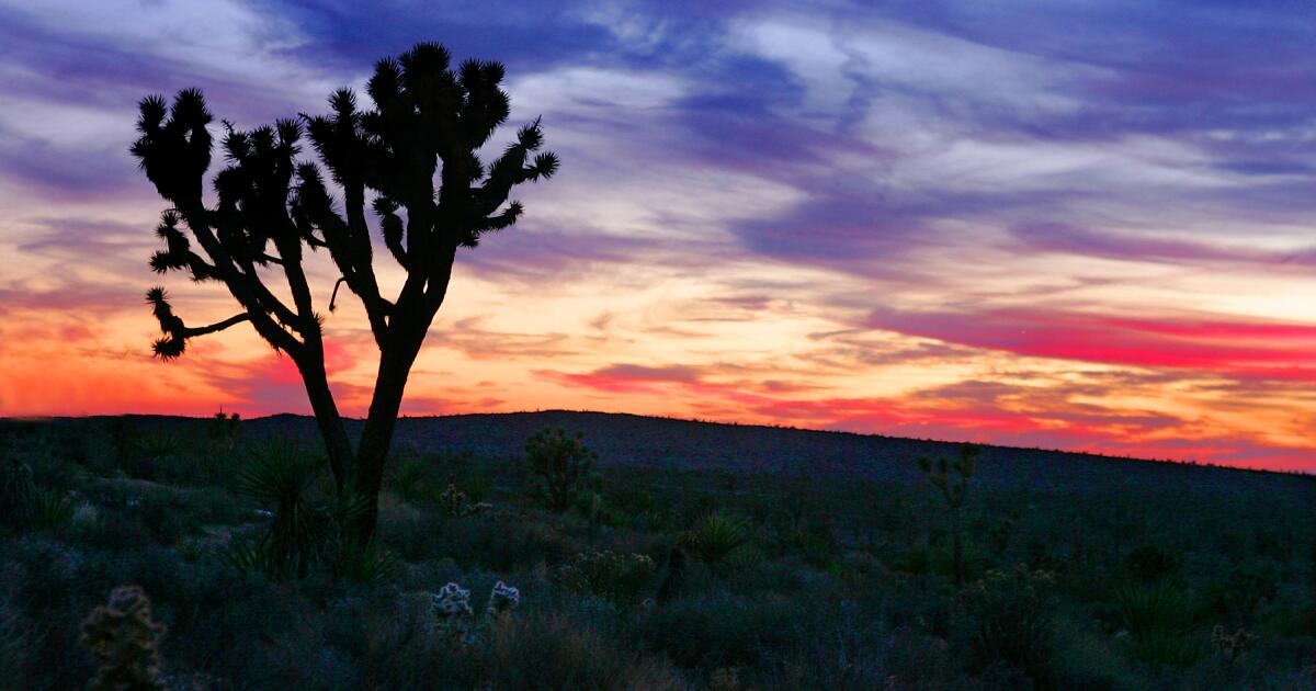 Contributor: Joshua trees survived being loathed. Now they're beloved and at risk