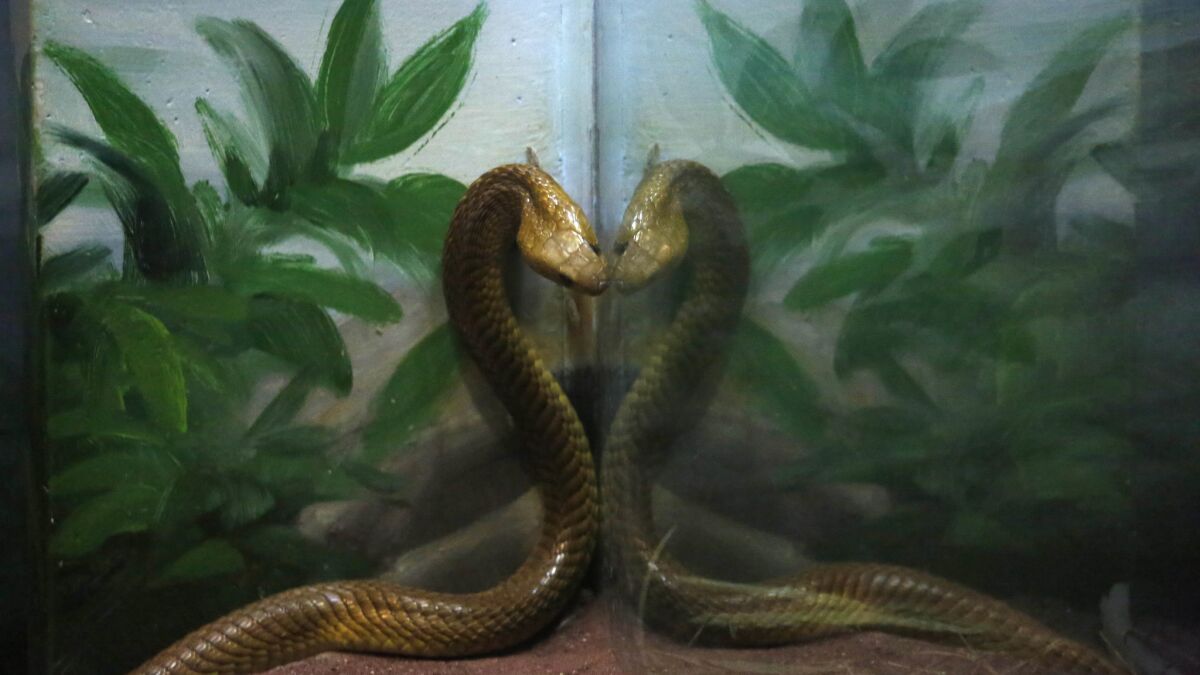 A Cape cobra is one of two deadly African snake species on exhibit for the first time at the Los Angeles Zoo. One of the most dangerous species in Africa, the Cape cobra’s neurotoxic venom is the strongest of any cobra on the continent.