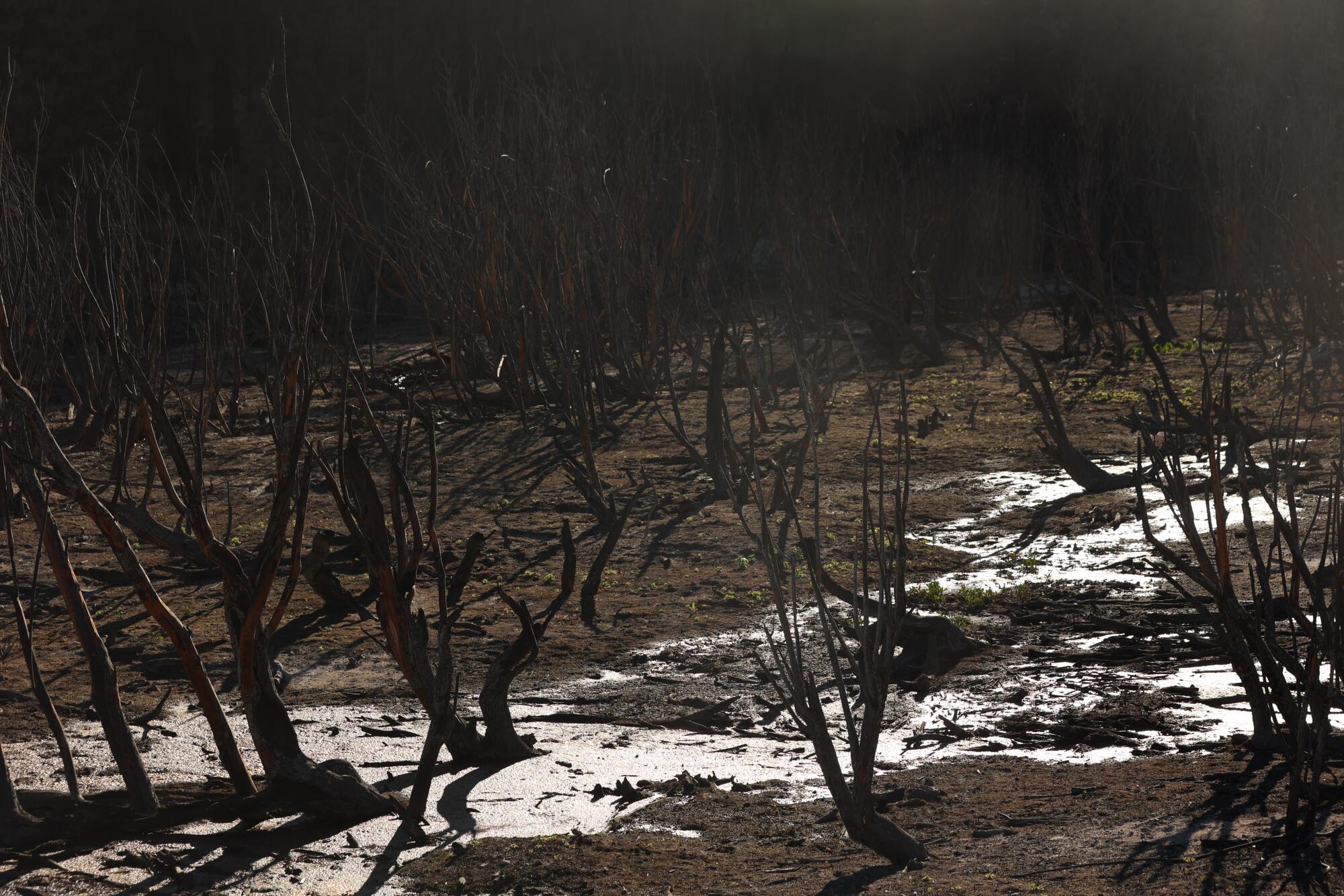 Fire-blackened trees on a hillside.