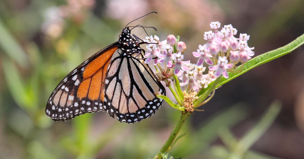 Monarch butterflies with more white spots are more likely to survive their  migration journey •