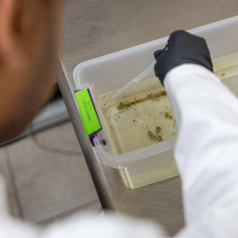 A man in a lab coat with a gloved hand uses an eye dropper in a plastic container with water and mosquito larvae. 