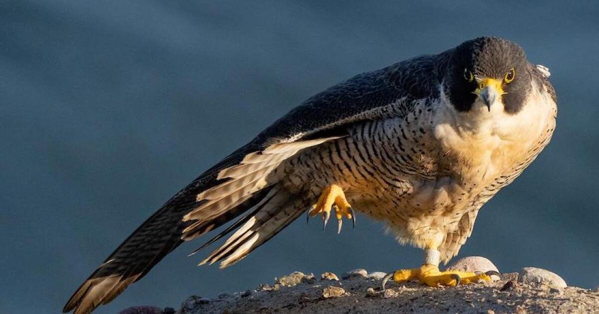 Peregrine falcon numbers climb sky-high after Yosemite safety plan