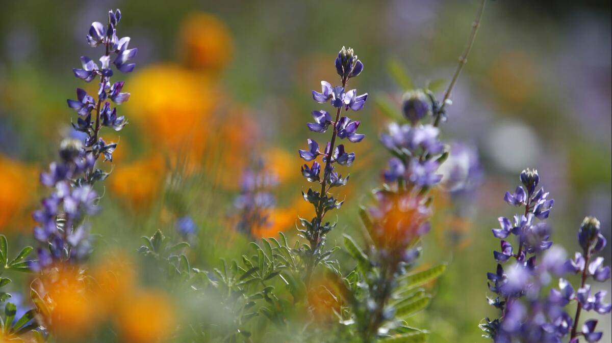 Lupine and California poppies bloom in Woodland Hills.