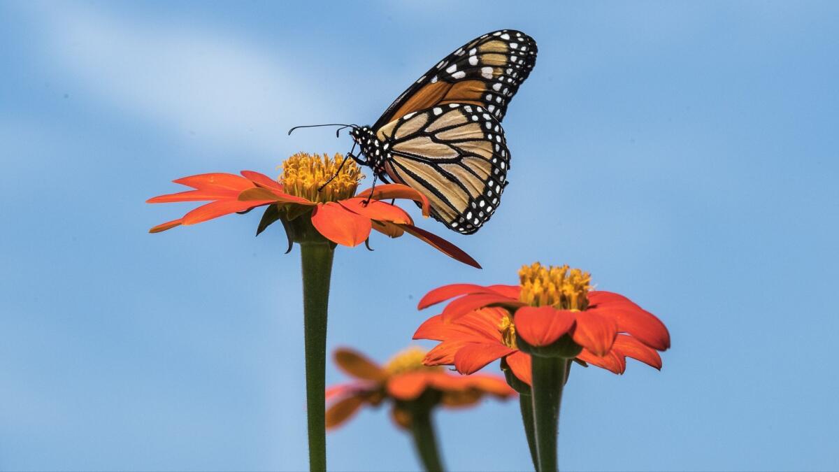 Mile Square Regional Park in Costa Mesa will host the 10th annual Monarch Butterfly Day event from 10 a.m. to 2 p.m. Saturday.