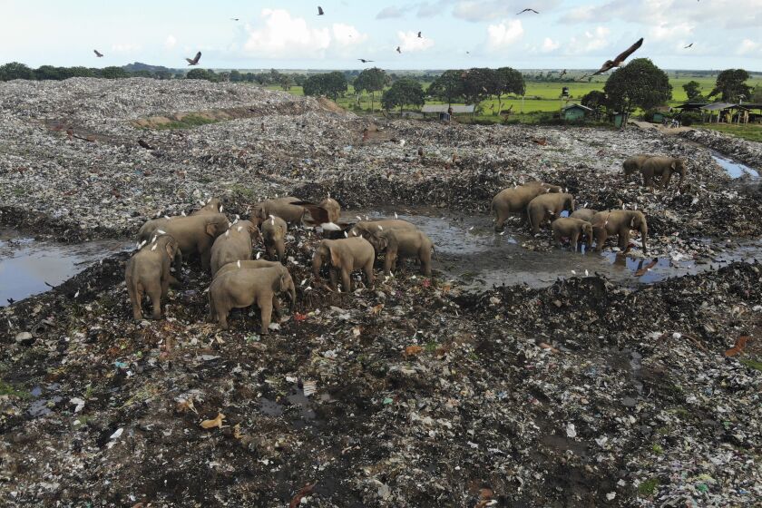 Wild elephants scavenge for food at an open landfill in Pallakkadu village in Ampara district, about 210 kilometers (130 miles) east of the capital Colombo, Sri Lanka, Thursday, Jan. 6, 2022. Conservationists and veterinarians are warning that plastic waste in the open landfill in eastern Sri Lanka is killing elephants in the region, after two more were found dead over the weekend. Around 20 elephants have died over the last eight years after consuming plastic trash in the dump. Examinations of the dead animals showed they had swallowed large amounts of nondegradable plastic that is found in the garbage dump, wildlife veterinarian Nihal Pushpakumara said. (AP Photo/Achala Pussalla)