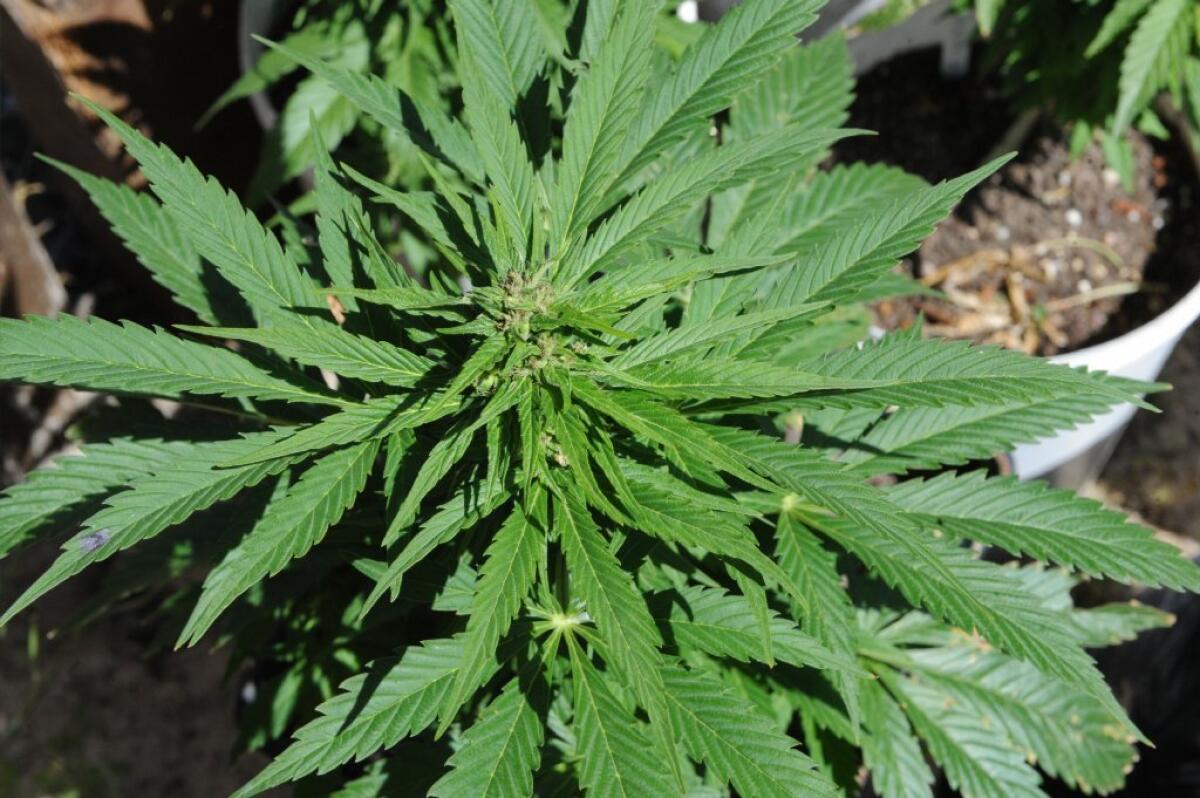 Cannabis plant growing in Uruguay; legislators in that country are considering legalizing some cultivation and personal use of marijuana.