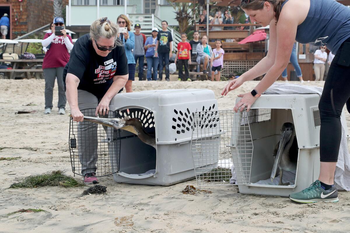 Debbie McGuire, left, and Kelly Kveton encourage two rescued pelicans to leave their kennels at Crystal Cove State Beach.