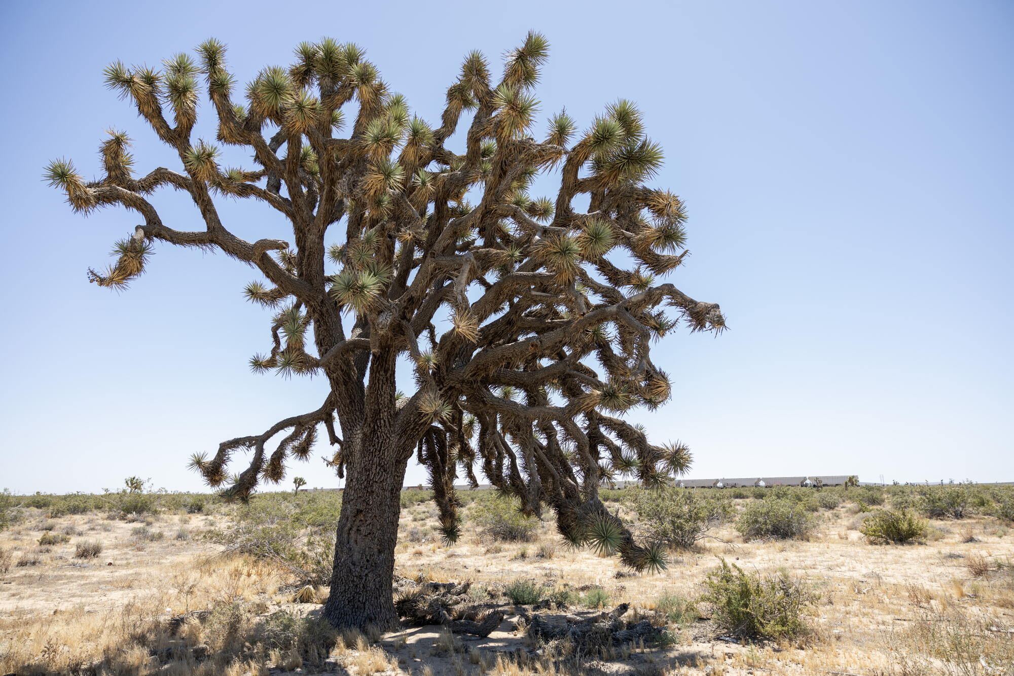 Joshua Tree Project Solar project to destroy thousands of Joshua trees - Los Angeles Times
