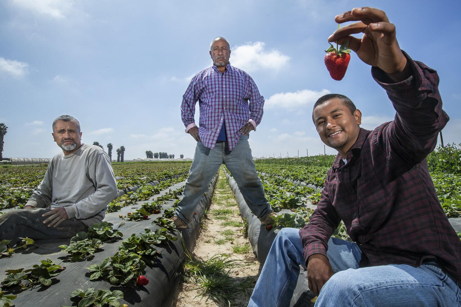 Qué quiere la niña fresa? México y su producción nacional, Secretaría de  Agricultura y Desarrollo Rural, Gobierno