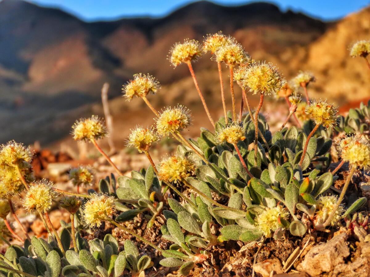 A close-up view of the desert wildflower Tiehm's buckwheat