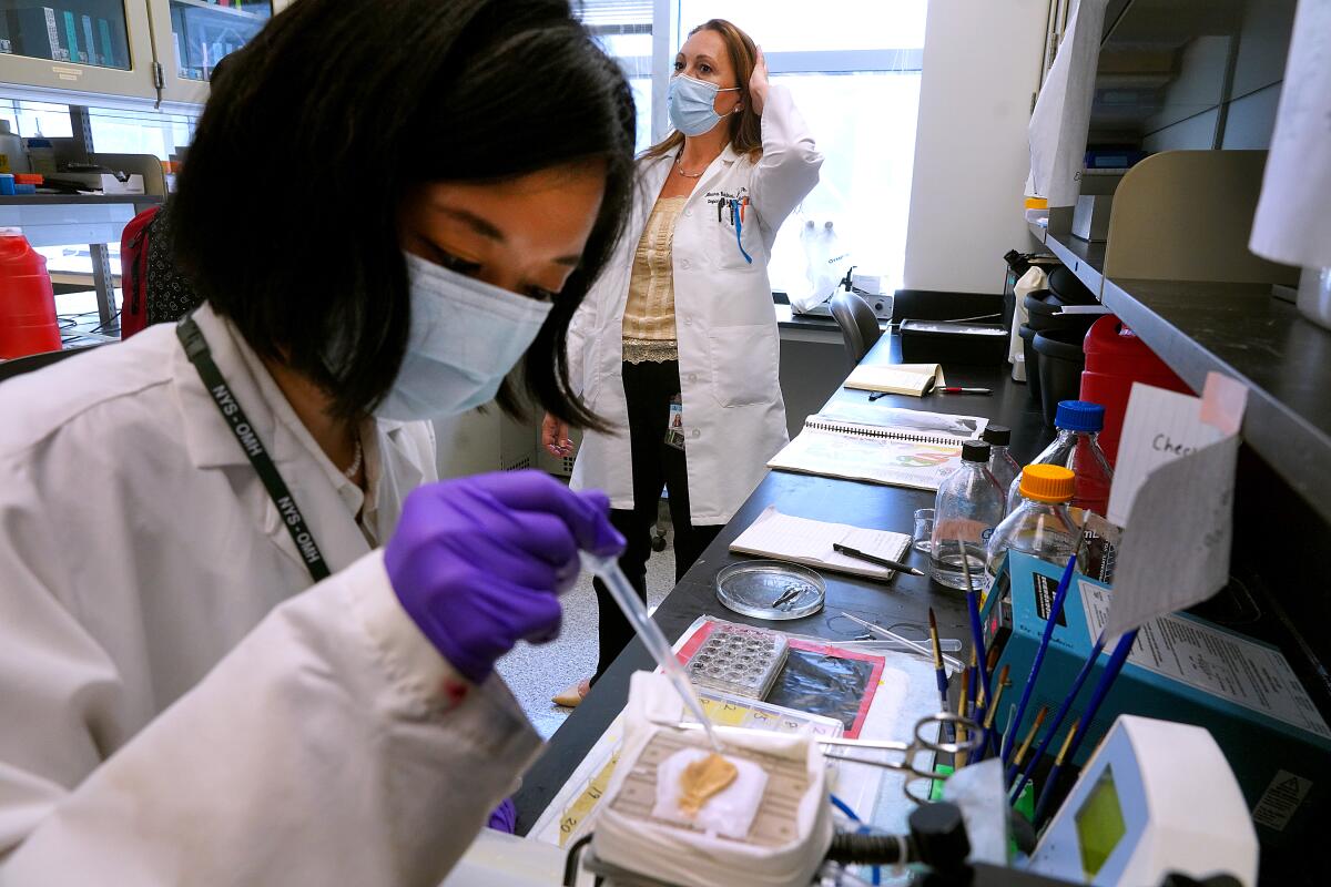 Suzuka Nitta prepares a piece of brain tissue 