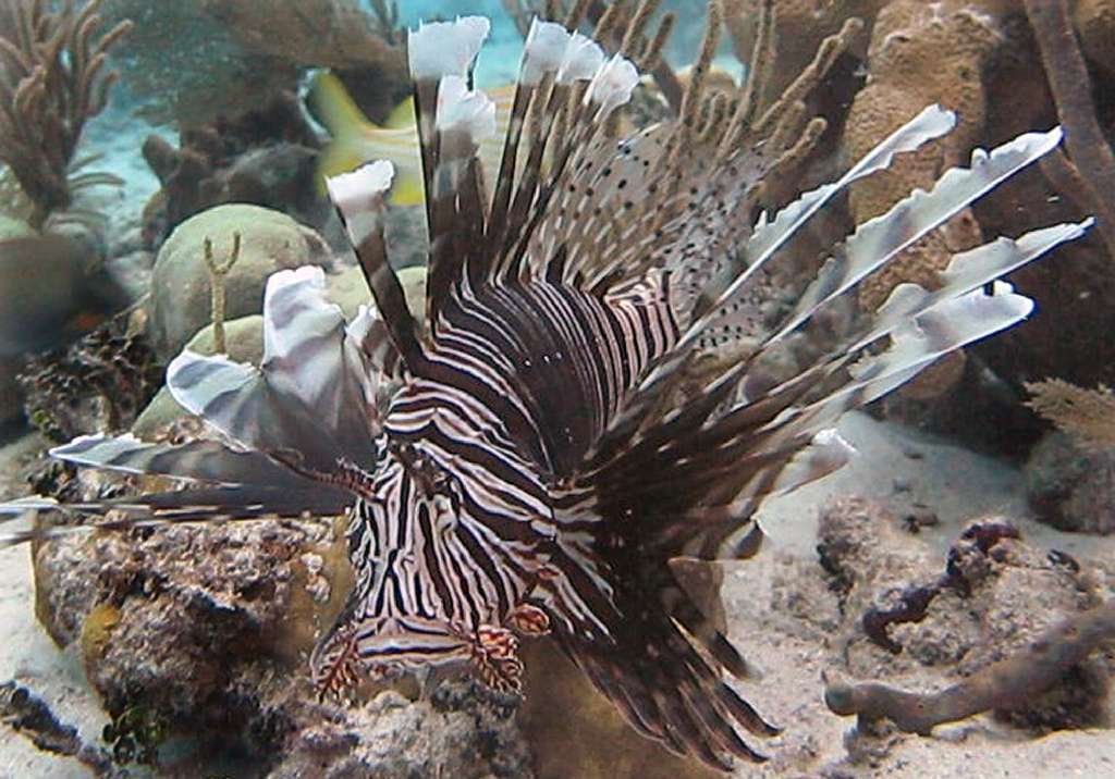 A lionfish in a reef off the Bahamas.