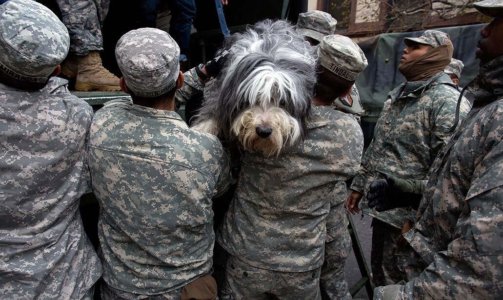 A dog named Shaggy is handed to National Guard personnel after the dog and his owner left a flooded building in Hoboken, N.J., in the wake of super storm Sandy.