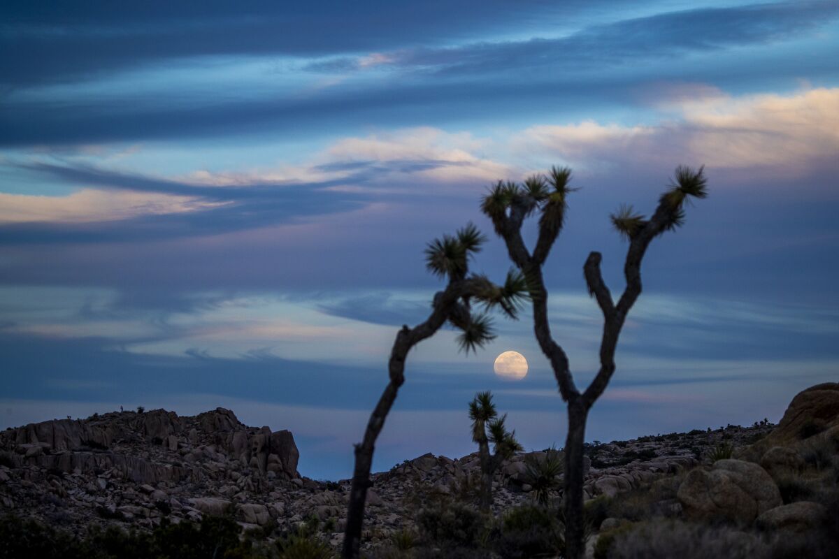Clouds surround the moon rising above rocks and Joshua Trees in Joshua Tree National Park.