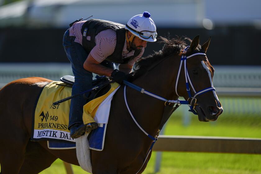 Kentucky Derby winner and Preakness Stakes entrant Mystik Dan works out ahead of the 149th running of the Preakness Stakes horse race at Pimlico Race Course, Thursday, May 16, 2024, in Baltimore. (AP Photo/Julio Cortez)