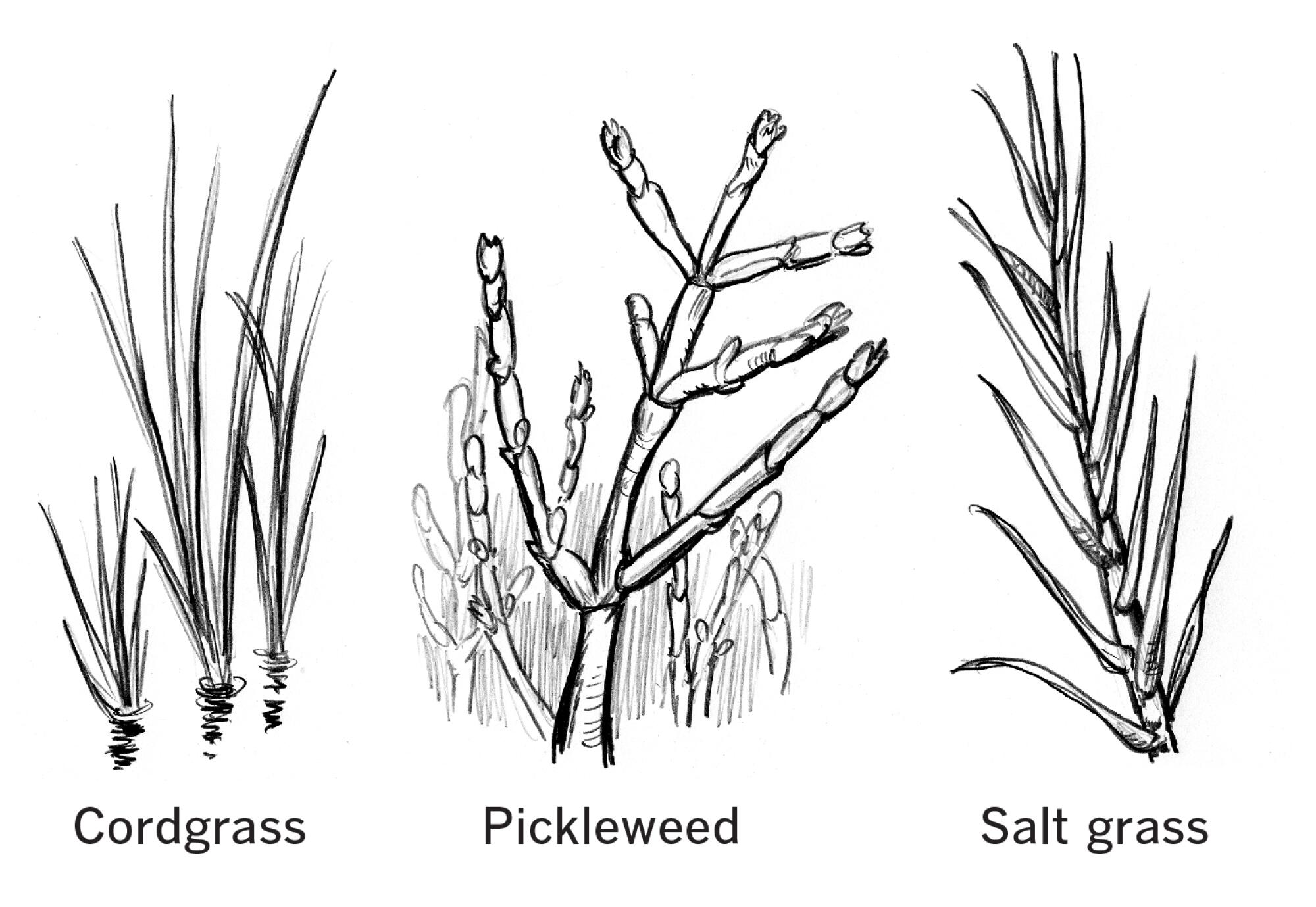 Marsh plants, including cordgrass, pickleweed and salt grass.