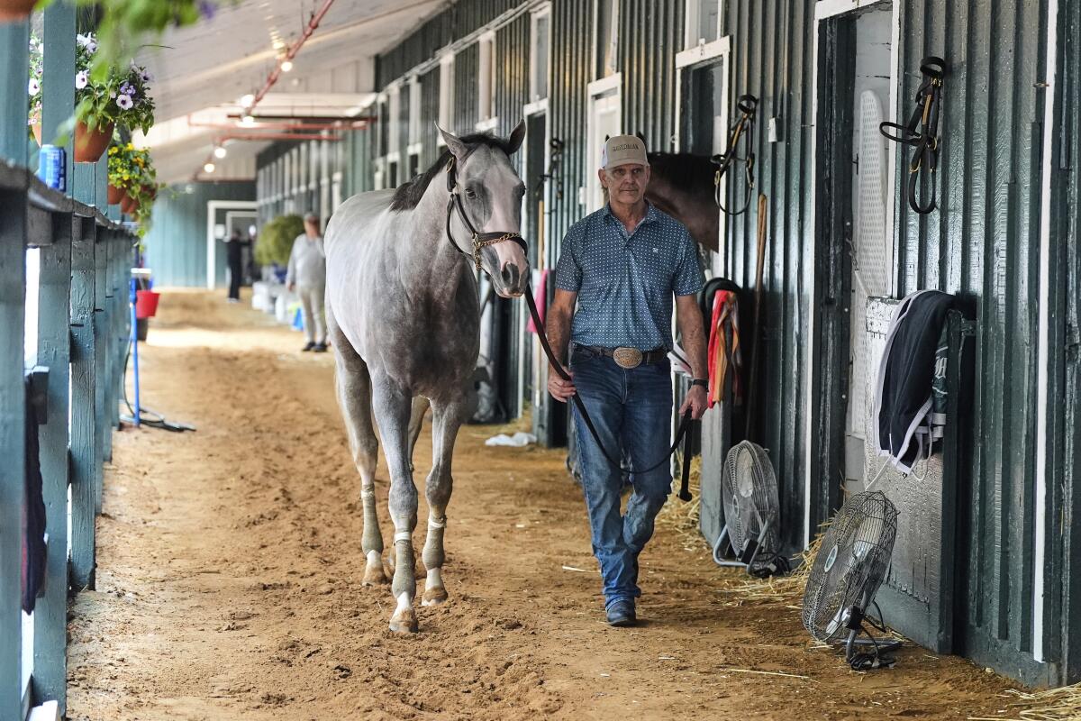 Preakness Stakes entrant Sandman is walked around the barn at Pimlico Race Course on Thursday.