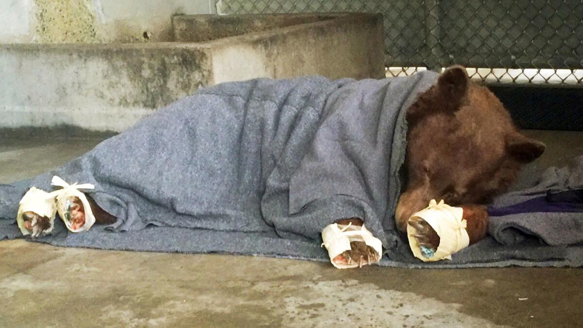 A bear, injured in a wildfire, rests with its badly burned paws wrapped in fish skin and covered in corn husks during treatment at the UC Davis Veterinary Medical Teaching Hospital.
