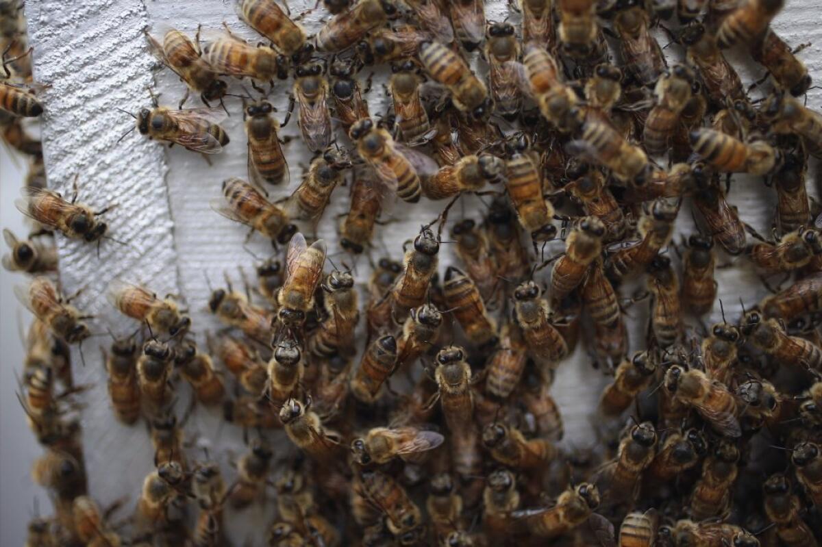 A new virus has leaped from plants to honeybees and could be contributing to the collapse of commercial hives, a study says.