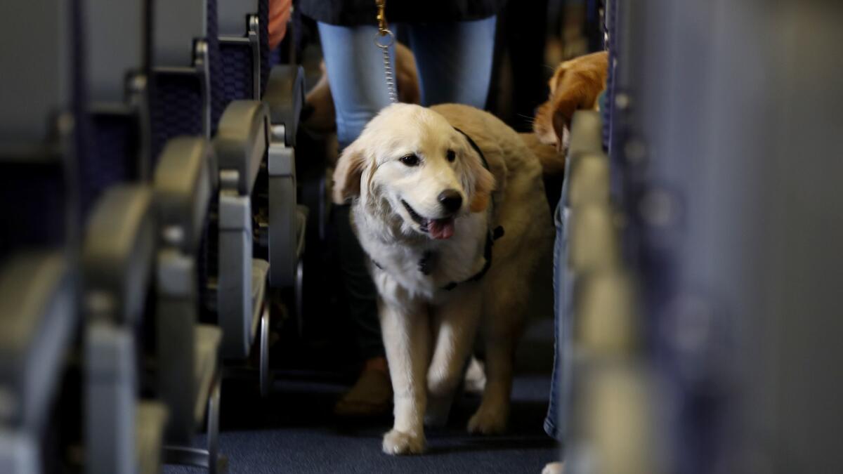 A service dog strolls through the aisle inside a United Airlines plane at Newark Liberty International Airport.