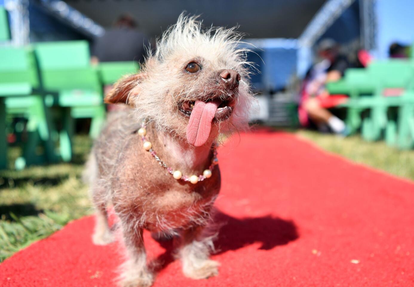 World's Ugliest Dog Contest competitor