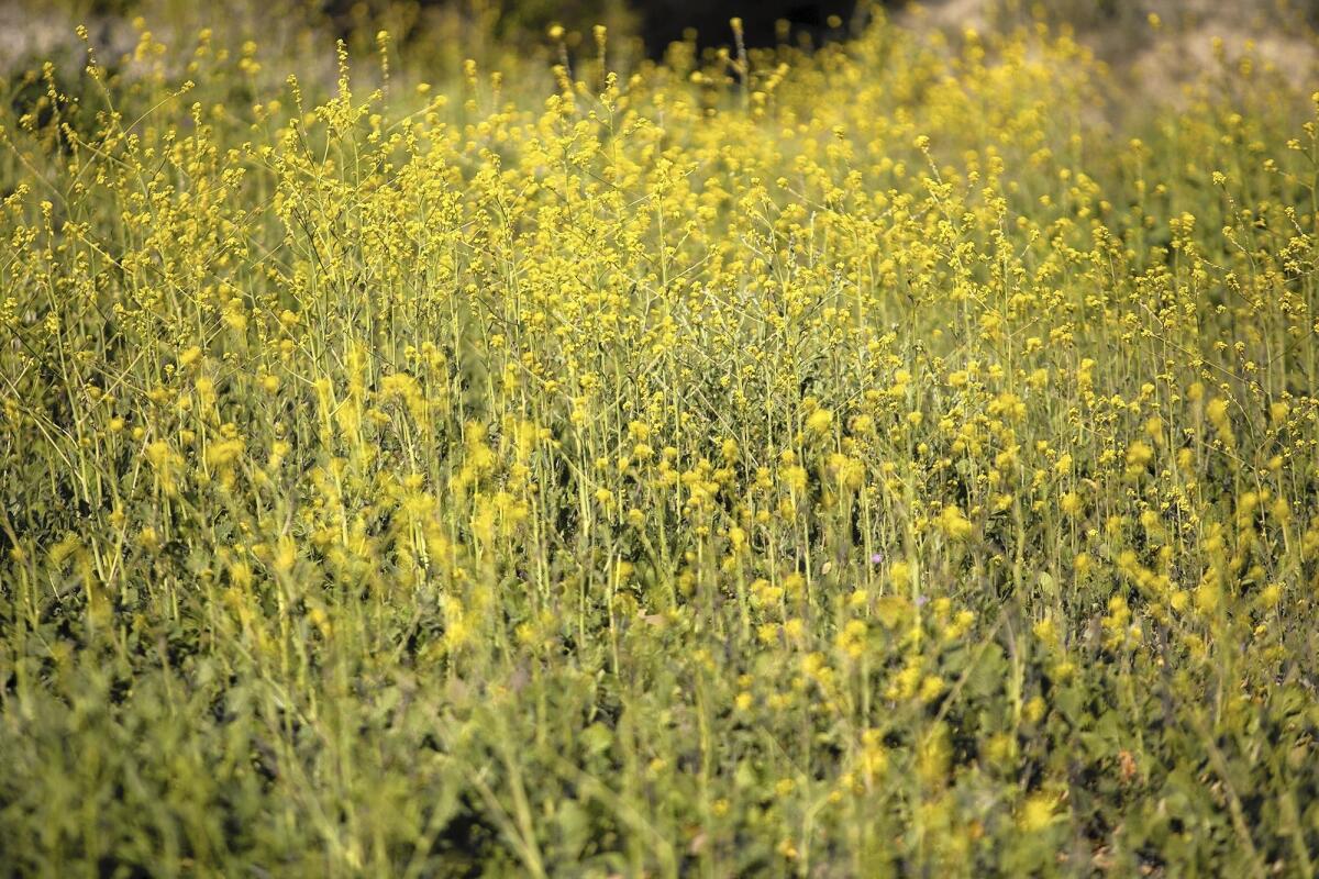 Wild mustard is in full bloom in Big Canyon Nature Park in Newport Beach.
