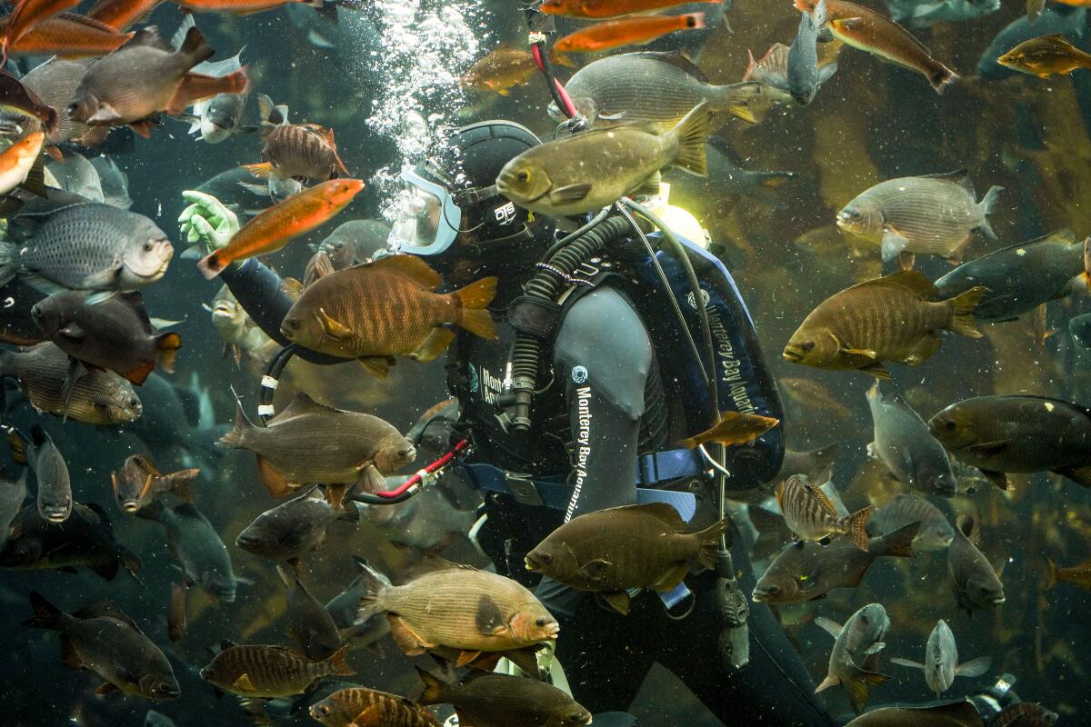 A person stands in front of the kelp forest tank at the Monterey Bay Aquarium