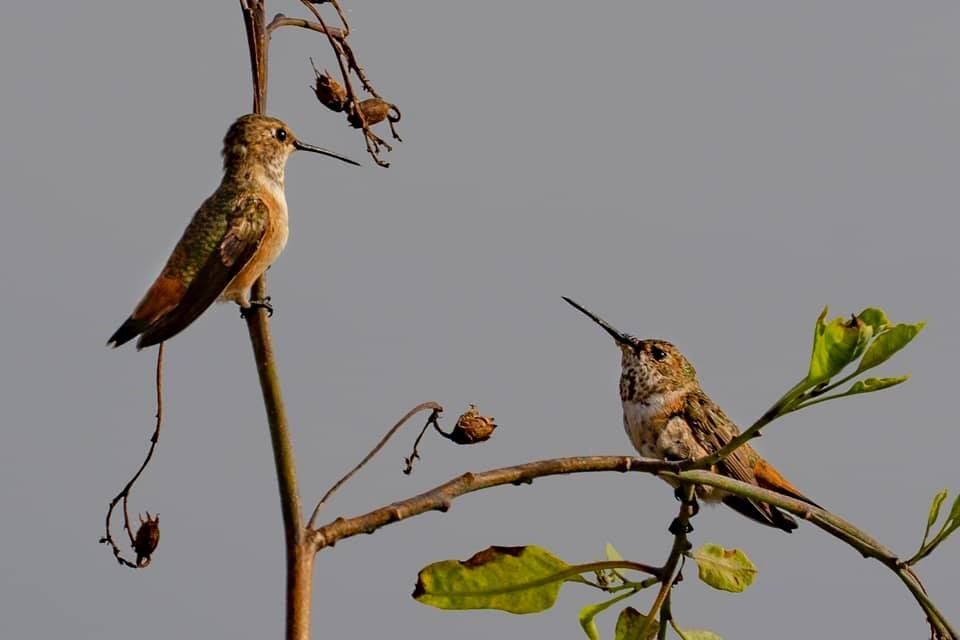 Penny Wilkes hummingbirds Coast Walk Trail.jpg