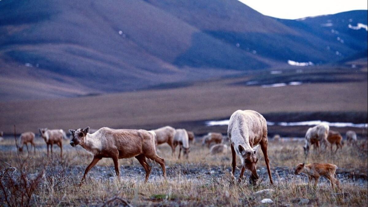 Caribou along the tundra of the Arctic National Wildlife Refuge.