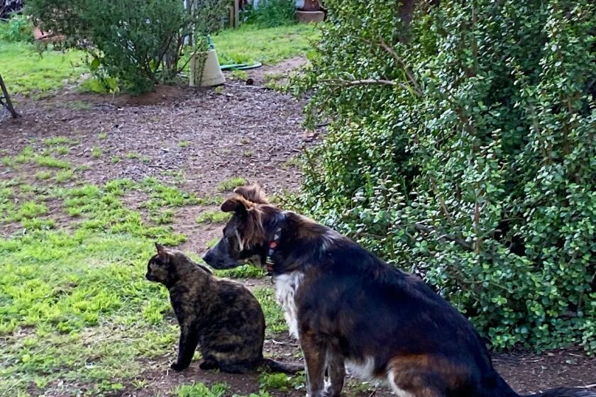 Dave Patterson sent this photo of his pets, Gracie the cat and Ara the dog, watching as he worked on his truck. 