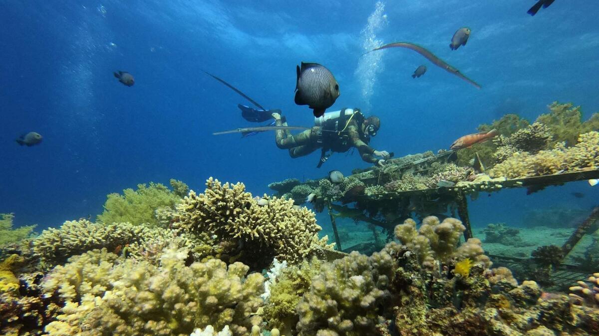 A Marine biologist inspects coral in the Red Sea.