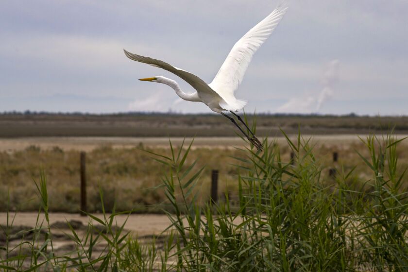 SALTON SEA, CA - DECEMBER 03, 2019 — A great egret takes off from marshland at Salton Sea. Thousands of acres of exposed lakebed have become, of all things, the unintended beneficiaries of lush marshlands that are homes for endangered birds and fish at the outlets of agricultural and urban runoff that used to flow directly into the Salton Sea. These unmanaged flows, scientists say, are flushing salinity out of the soil and forming freshwater ponds on the lake’s margins, which are attracting cattails and grasses, which are attracting insects and other wildlife. (Irfan Khan / Los Angeles Times)