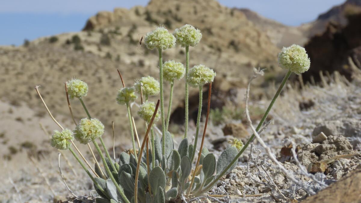 Federal agency: Nevada flower near mine should be protected - Los Angeles  Times