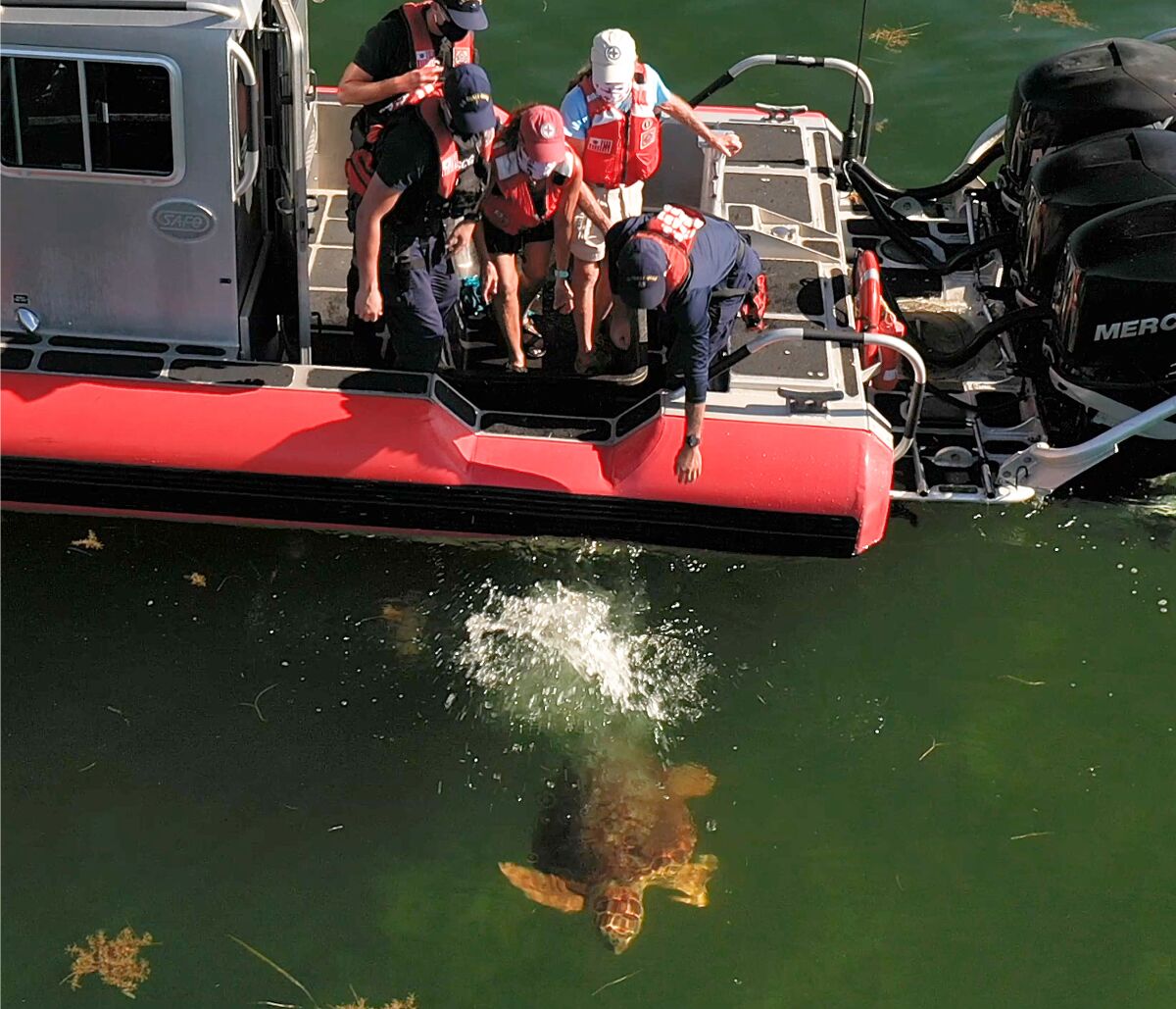 In this aerial drone photo, provided by the Florida Keys News Bureau, staff from the Florida Keys-based Turtle Hospital and U.S. Coast Guard release "Emma," a loggerhead sea turtle, Thursday, Aug. 6, 2020, off Islamorada, Fla. "Emma" was one of two turtles Coast Guard personnel helped to rescue about two months ago off the Keys that were treated at the Turtle Hospital for various ailments. (Bob Care/Florida Keys News Bureau via AP)