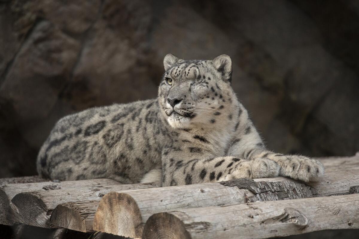 Ramil the snow leopard tests positive for COVID-19 at the San Diego Zoo -  The San Diego Union-Tribune