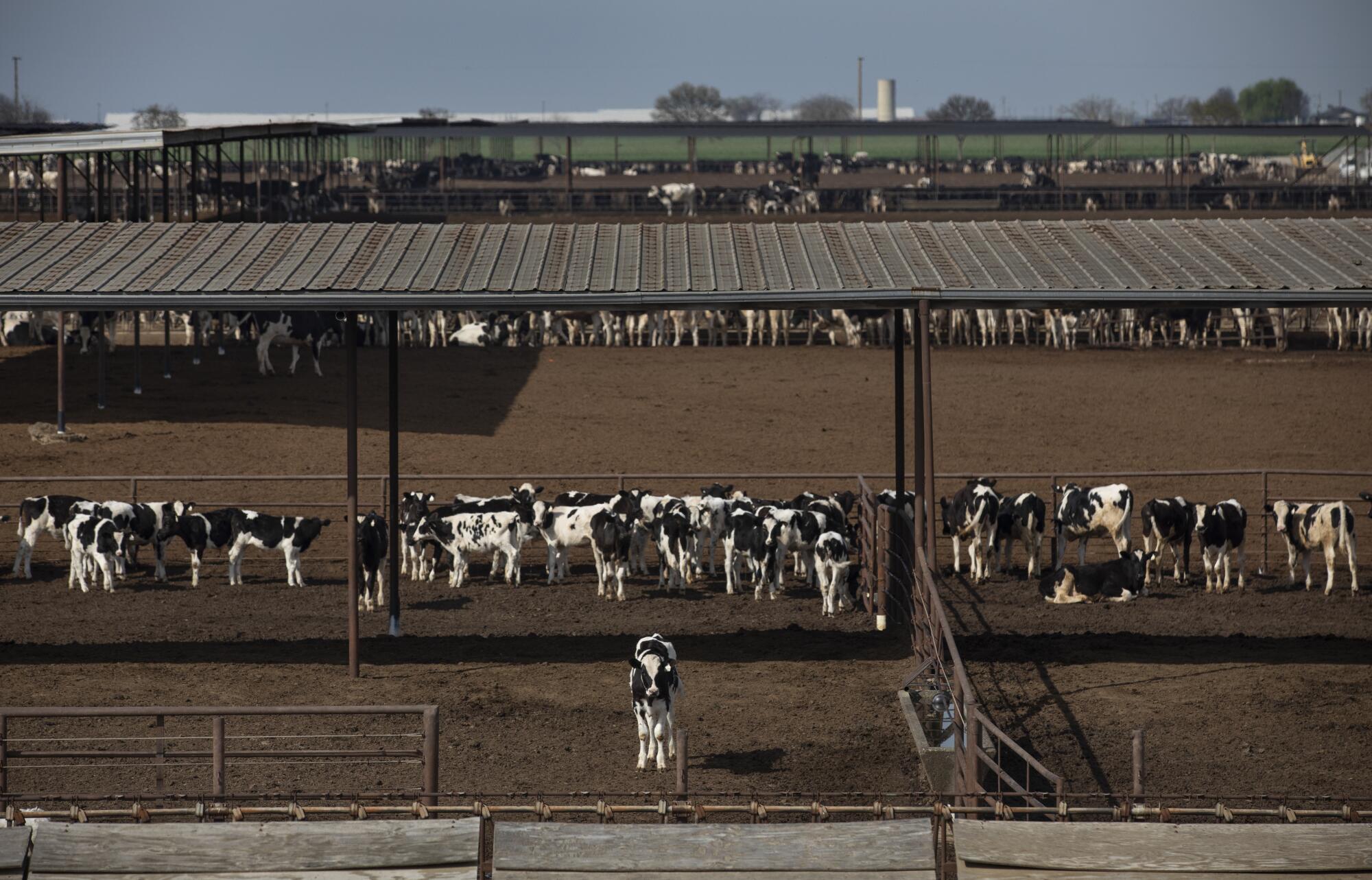 Many cows stand at a dairy farm.