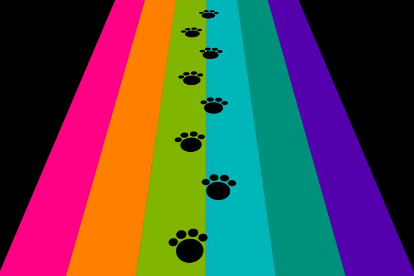 rainbow bridge in perspective with animal footprints walking across