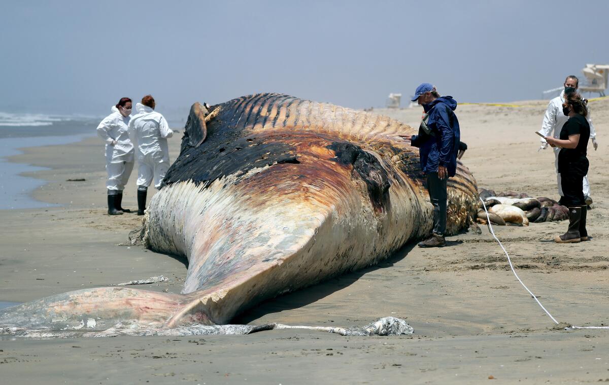 People, some in white protective gear, surround an adult whale carcass on a wet beach