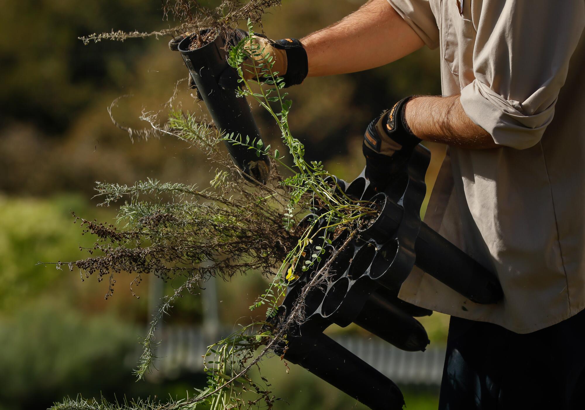A close-up of a pair of hands taking plants out of a plastic pot
